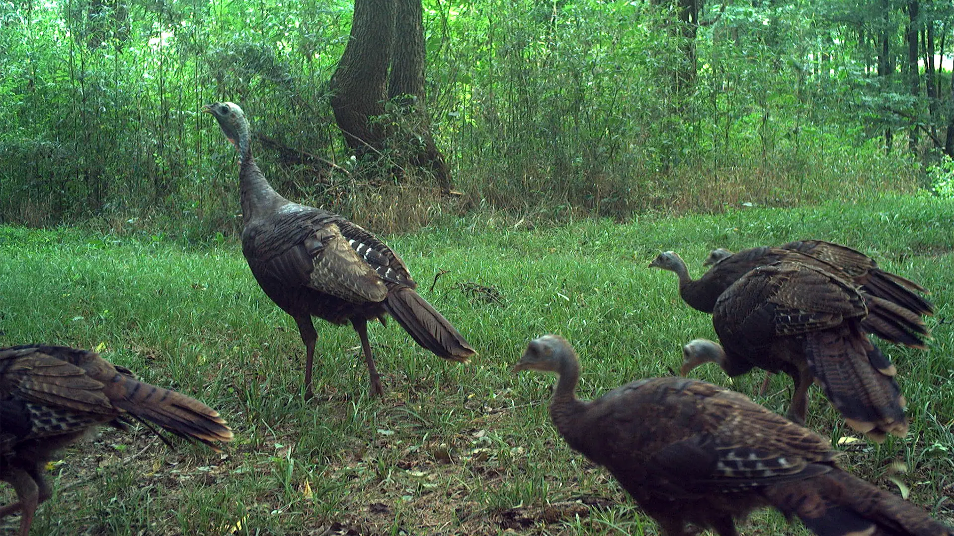 August 2026 Game Camera Study August 2026 Game Camera Study