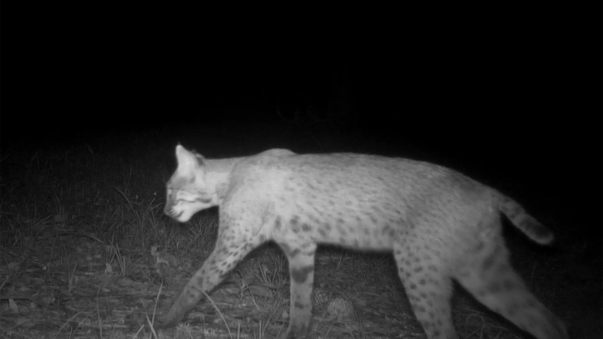 August 2026 Game Camera Study August 2026 Game Camera Study