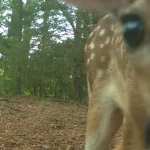 July 2026 Game Camera Wildlife Updates