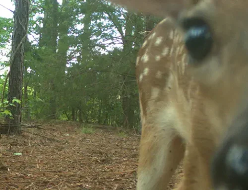 July 2026 Game Camera Study