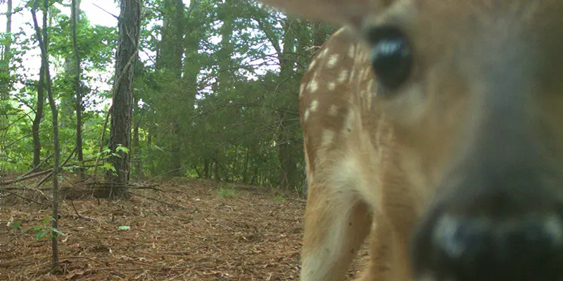 July 2026 Game Camera Wildlife Updates
