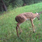 August 2026 Game Camera Study