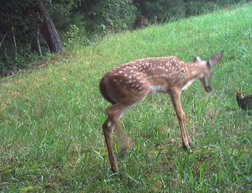 August 2026 Game Camera Study