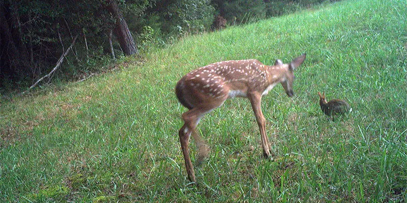 August 2026 Game Camera Study