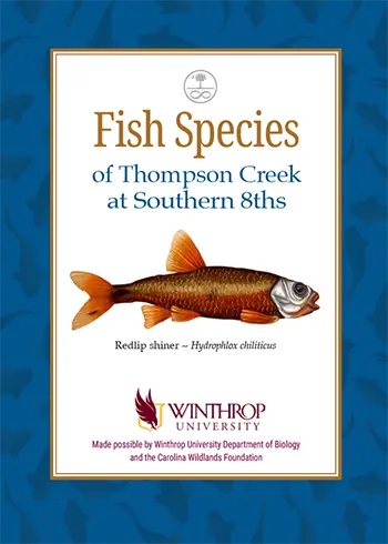 Fish Species of Thompson Creek at Southern 8ths